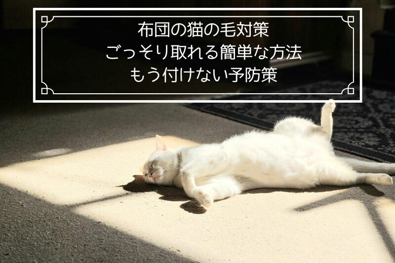 寝ている猫