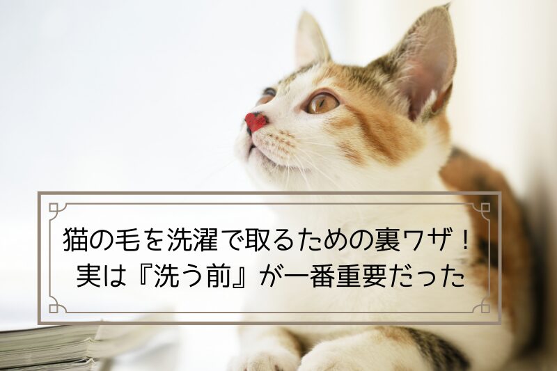 猫の抜け毛を洗濯機でとる裏ワザ、洗濯後も猫の毛を付けない対策を紹介